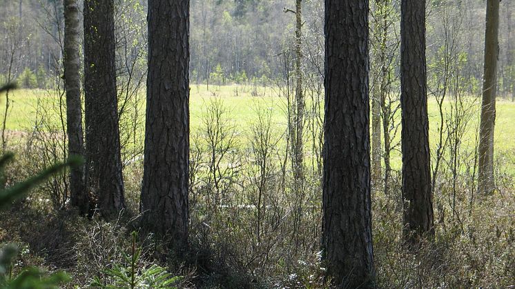 Lerstugesjöns naturreservat. Foto: Länsstyrelsen i Västra Götaland