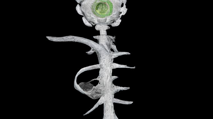 Susanne-Fagerlund-THE-SPECIMEN-#3
