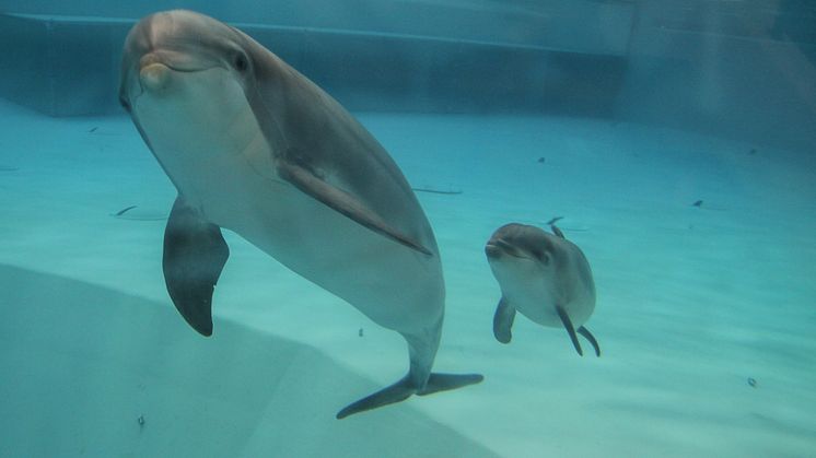 Delfin född på Kolmården