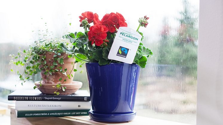 Fairtrade-märkt pelargon.