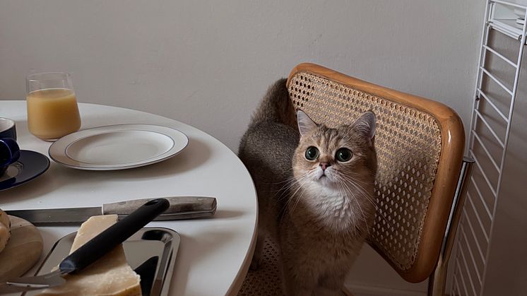 Förra årets vinnare Klara ögnar sina föräldrars frukost.jpeg