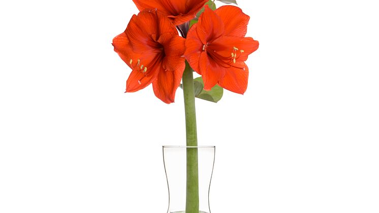 Amaryllis i vas