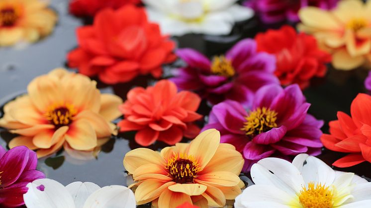 Dahlia Dreamy