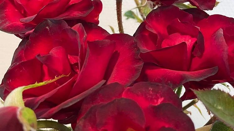 Prince Hamlet rose.JPEG