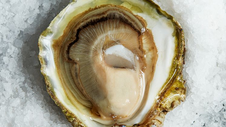 Seafood-Gastro-5