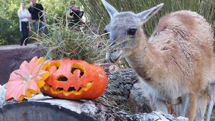 Halloween im Zoo Leipzig: Guanako am Kürbis