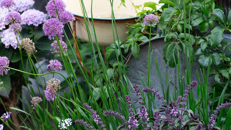 Årets Sommarblomma 2025 14 Blomsterbasilika Magic Allium Osteospermum foto annikasnaturligating.jpg