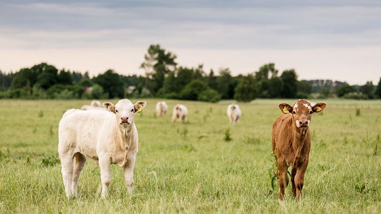 Norrtälje kommun köper bara svenskt kött 