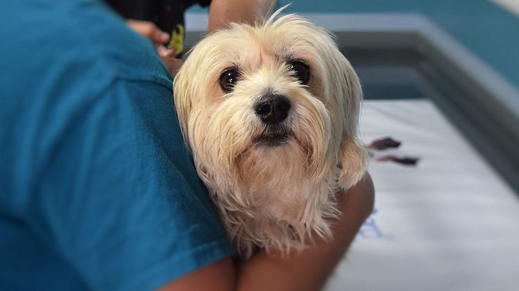 Foto: Hund från Pixaby