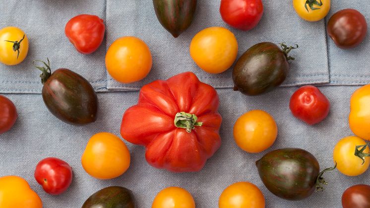 Stora möjligheter för svensk tomatodling