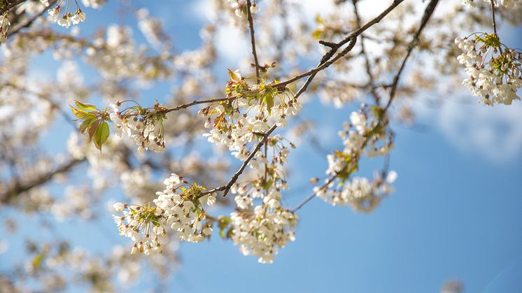 Små steg och stora kliv för minskad klimatpåverkan