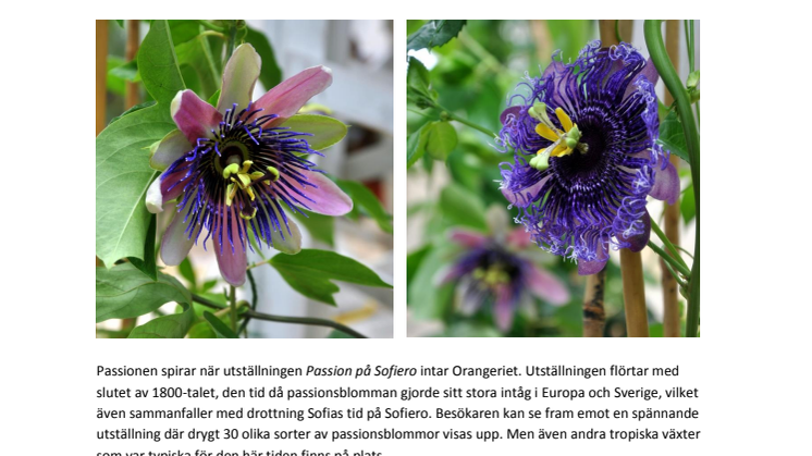 Passionen spirar i ny utställning på Sofiero