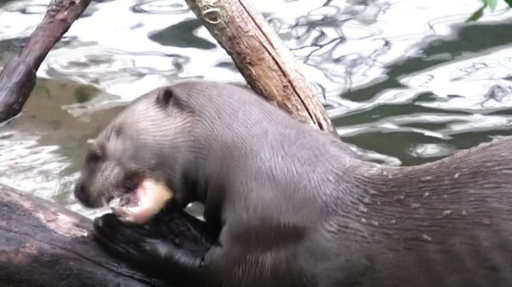 Jätteuttrar årets stora djurnyhet i Parken Zoo