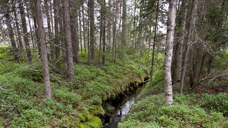 Skogsbäck. Foto: Jenny Svennås-Gillner, SLU