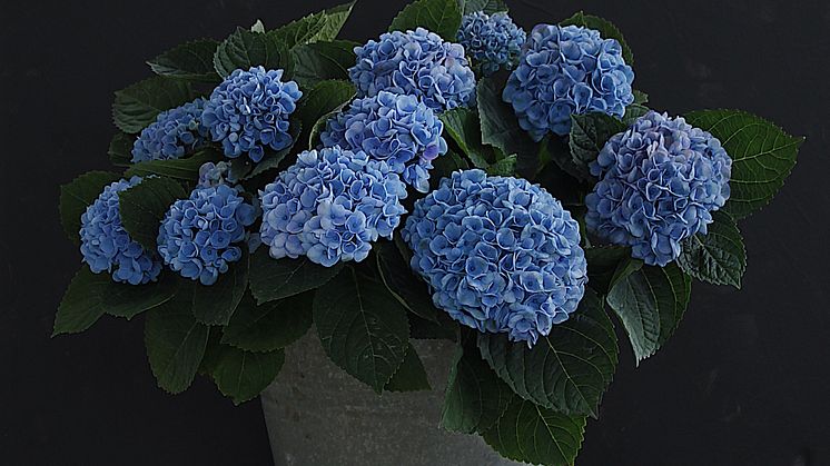 Hortensia blå