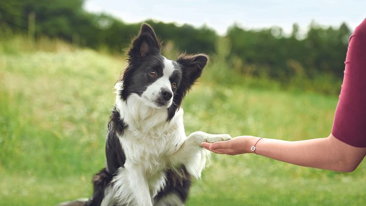 Europas Tiere sagen „Danke“ – die Fressnapf-Gruppe und ihre Kunden haben im vergangenen Jahr die Rekordsumme von insgesamt einer Million Euro für den Tierschutz gespendet. 