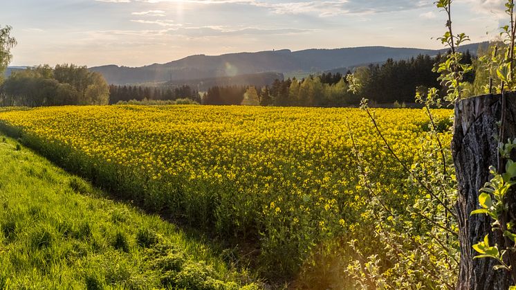Scheibenberg Makersbach Raschau 05.2021 (7 von 18) Foto TVE_RonnyKüttnerPhotoron