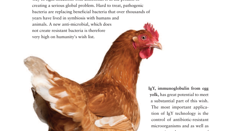 What is IgY?