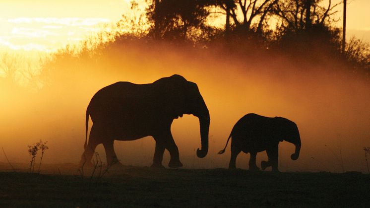 Wilderness safaris