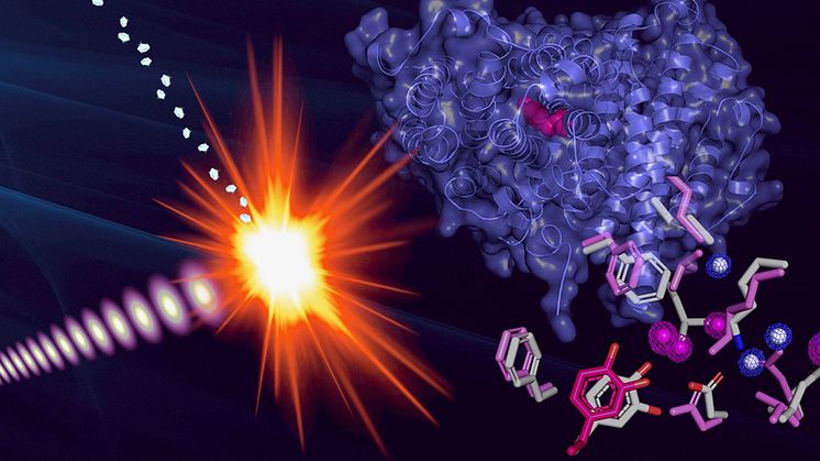 Strukturen för proteinradikalen bestämdes genom att mikrokristaller av radikalproteinet exponerades för extremt korta och intensiva pulser från en röntgenlaser. Bild: Martin Högbom/Stockholms universitet