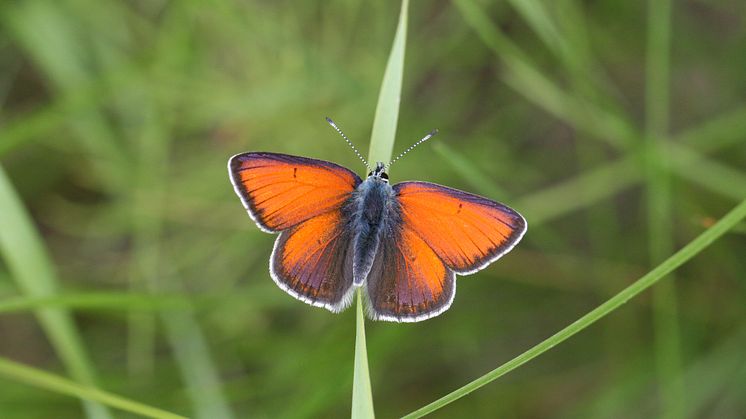 Bilden föreställer en pollinatör. 