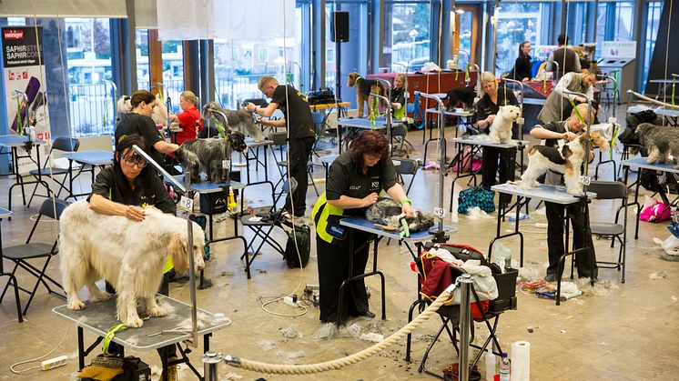 Grooming på MyDOG 2016