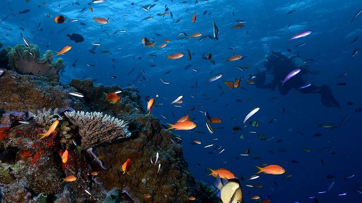 Weltgrößtes 360°-Panorama in Leipzig - Yadegar Asisi zeigt einzigartige Unterwasserwelt "Great Barrier Reef"