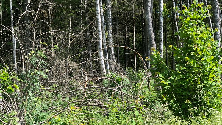 Östra Ämtervik vill ”rewilda” och bilda egen kommun
