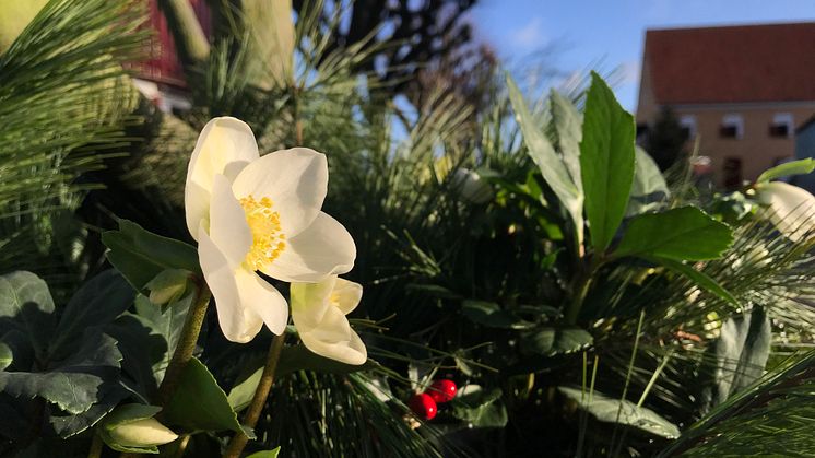 Juldekoration på Katrinetorp Landeri