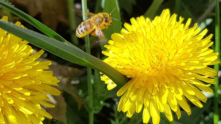 Bi med pollen på ryggen