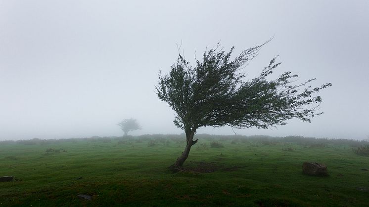 Sturm Sabine erreicht Rang sechs der der schwersten Winterstürme in Deutschland seit 2002. Foto: Mahkeo/Unsplash