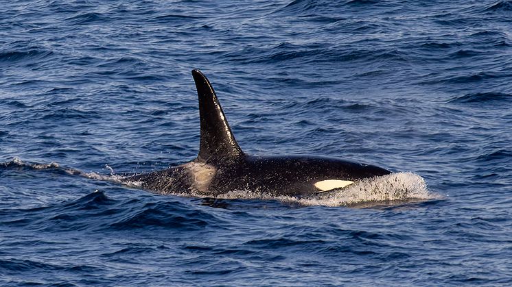 Wildlife Northern Norway Whale