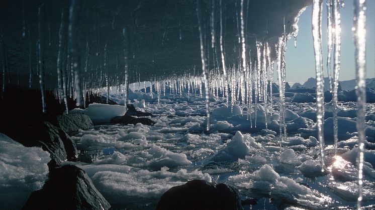 Meltwater drips from winter sea ice grounded as the tide drops. Photo from British Antarctic Survey