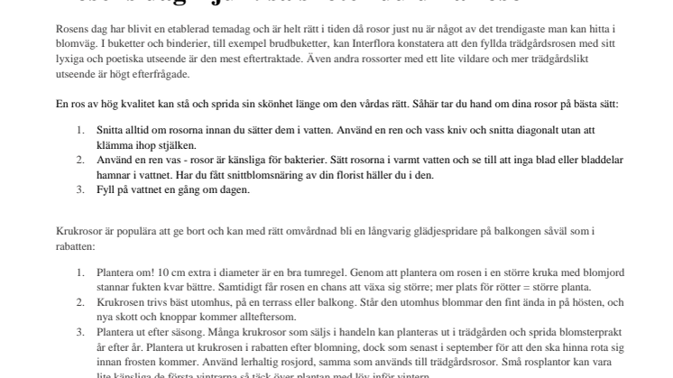 Rosens dag 2 juli: så sköter du dina rosor