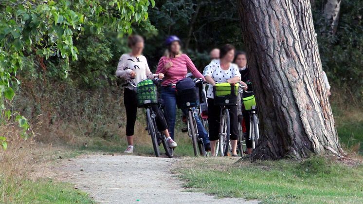 Det går fint att ta sig till Näsums bokskogar med cykel.