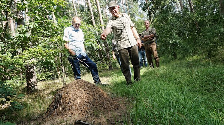 Bad Düben: Ameisenheger Günter Weißköppel in Aktion