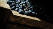 De Buris - appassimento
