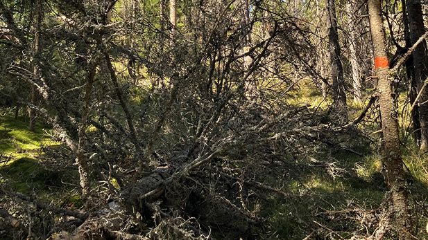 Risk för fallande träd – Länsstyrelsen avråder från besök 