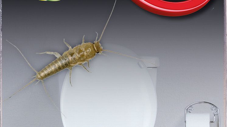 22490_Silverfish Sticky S_F.jpg