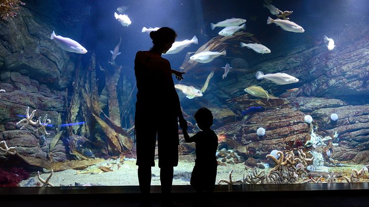 Ozeaneum i Stralsund ved Østersøen