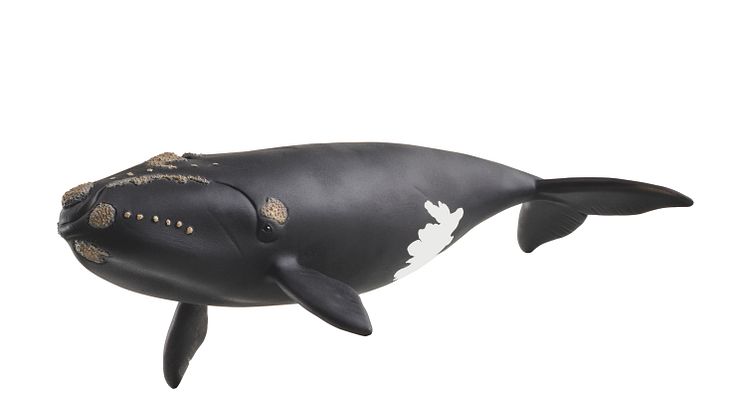 14878_Wild Life_North Atlantic Right Whale_(c)schleich®
