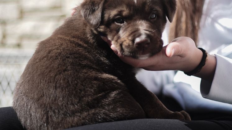 Adoptable puppy at Whistler's Animal Shelter