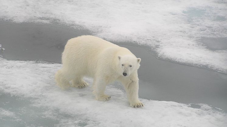 Sampling around the Polar Front is not without danger. (Photo: Nathalie Morata)