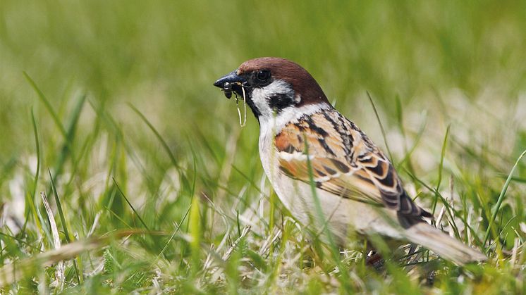 Feldsperling_Copyright Hans Glader_300dpi_cmyk