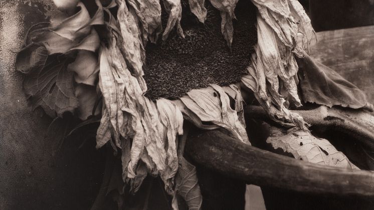 Edward Steichen, Dead Sunflower, ca. 1920.jpg