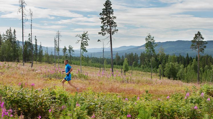 Välkommen till VasaStafetten och UltraVasan 2014!