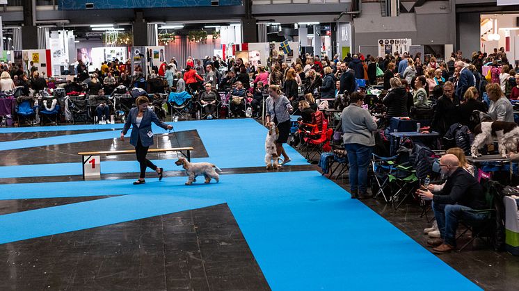 Imorgon öppnar dörrarna till Nordens största hundfest MyDOG 2023 i Göteborg