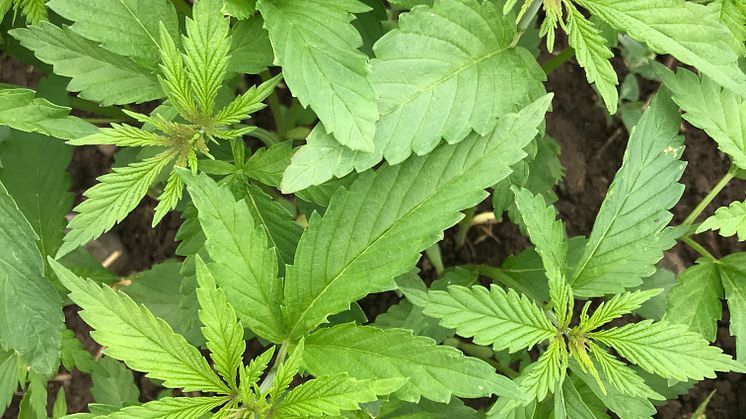 Hampmark_plante_closeup_Møllerup Brands.JPG