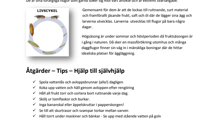 "Bananflugor" tar över köken