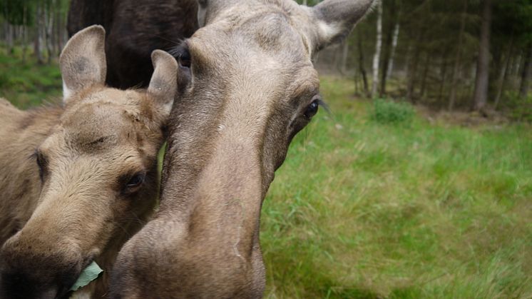 Älgen en turistmagnet i Småland